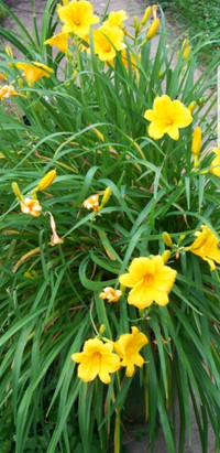 Beautiful Yellow Daylilies Plant