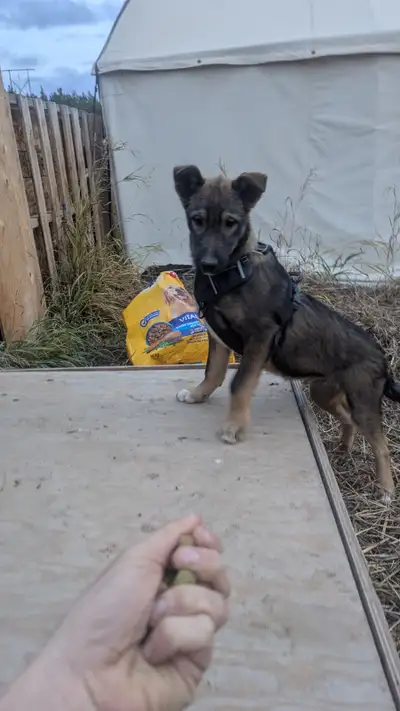 Dogs for sale bear dog and husky mix!!! Free!!!!, View more