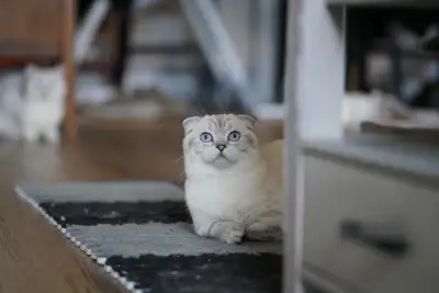 Scottish Fold / Munchkin Kittens, View more