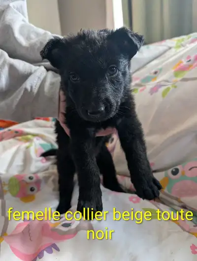 Berger Allemand (pure)poil long et court, View more