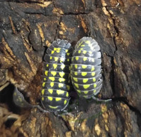 Yellow spotted isopods 