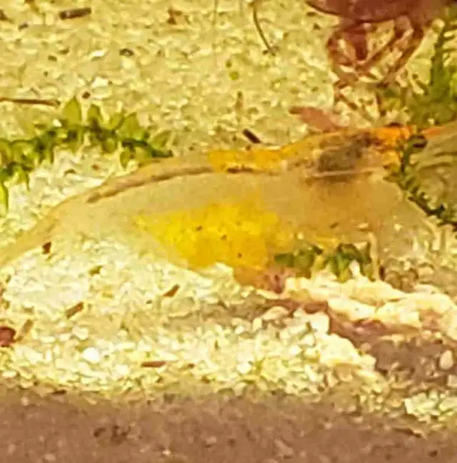 Neo Shrimp in Fish for Rehoming in Kitchener / Waterloo - Image 5