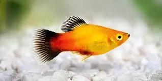 Free Platy fish to give away to a good home, View more