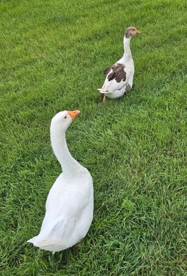 Geese Pair - Young Embden Mixed Goose and Gander - in Livestock in Saskatoon - Image 4