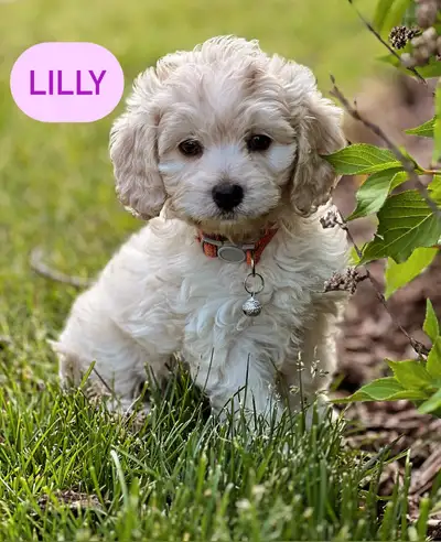 Meet our little bundle of joy pups who are finally ready to be rehomed into their new future familie...