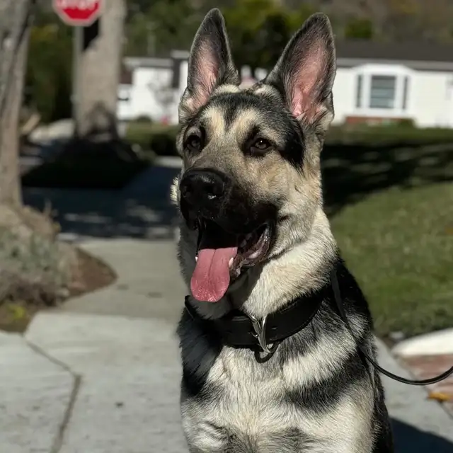 Similar to German Shepherd puppies in Dogs & Puppies for Rehoming in Oakville / Halton Region - Image 3