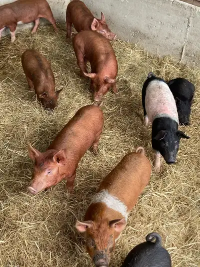 Tam cross piglets, View more