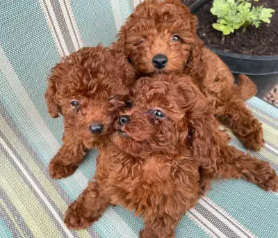 We have 2 sweet little girls and 1 charming boy looking for loving families! These precious red toy...