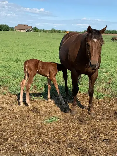 Broodmare, View more