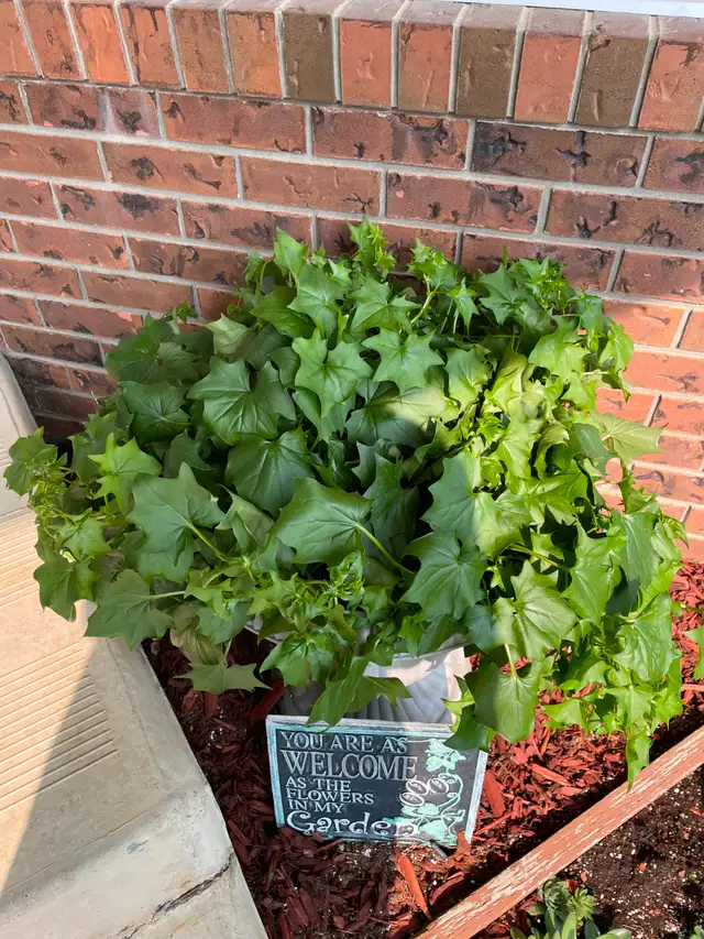 Ivy Plants63760463451395120