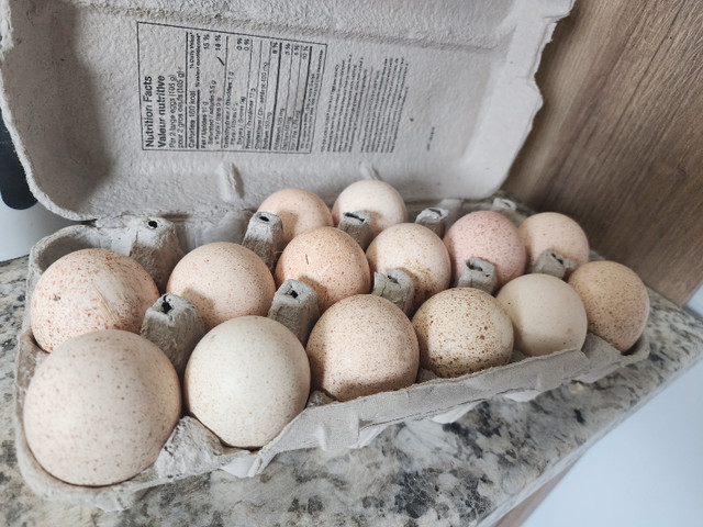 Fertile Turkey Eggs  in Livestock in Regina