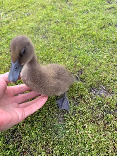 Planning to hatch purebred Khaki Campbell ducklings in June 28! Taking orders ahead. Price $15 each....