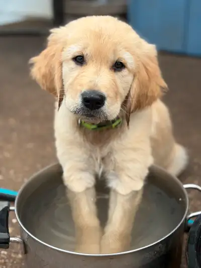 Golden Retriever/Labrador Puppies Available, View more