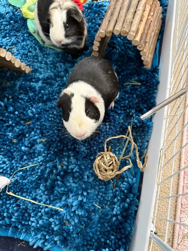Guinea Pig  in Small Animals for Rehoming in Delta/Surrey/Langley - Image 4