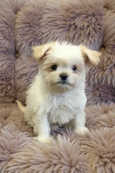 pompoochi puppies , View more