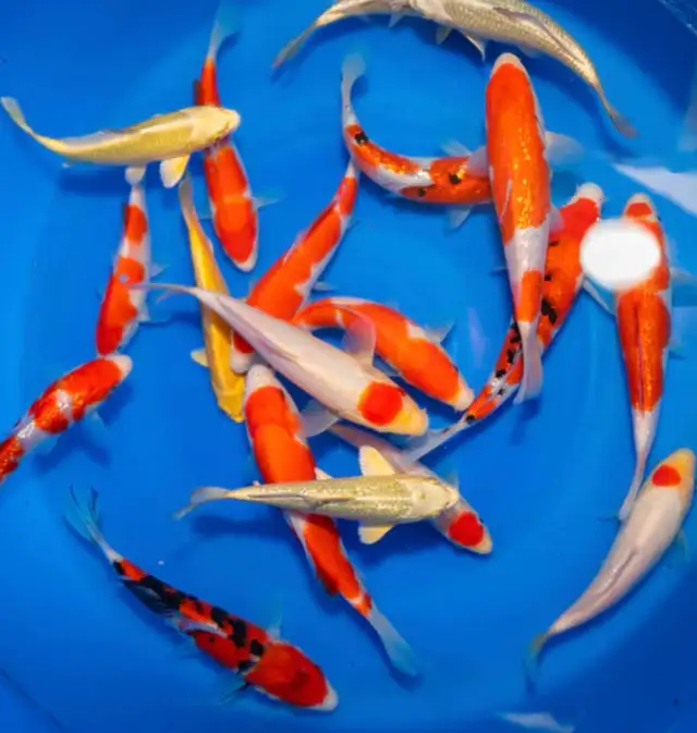 koi fish 511719559167354881