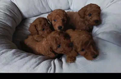 small red miniature poodle for rehoming , View more
