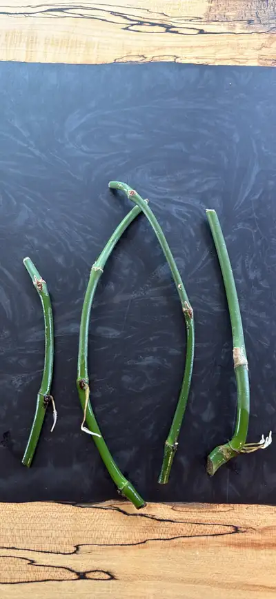 Dragon Tail Philodendron , View more