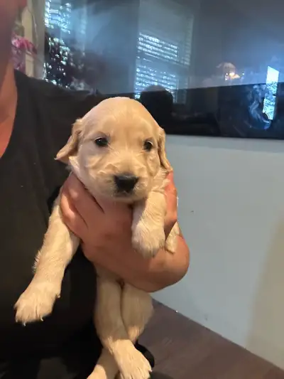 Golden retriever puppies, View more