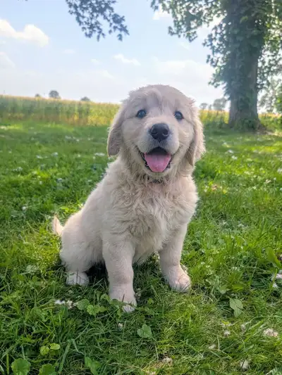 PUREBRED GOLDEN RETRIEVER, View more