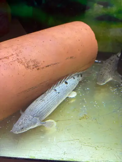 Delhezi bichir fish, View more