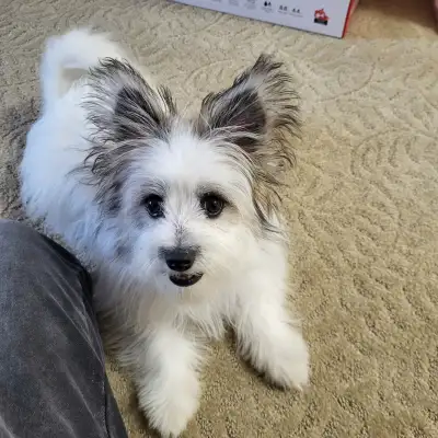 Summer is a beautiful 7 month old puppy that requires another loving and nurturing home. She is a mi...