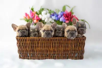 CKC QUALITY french bulldog puppies, View more