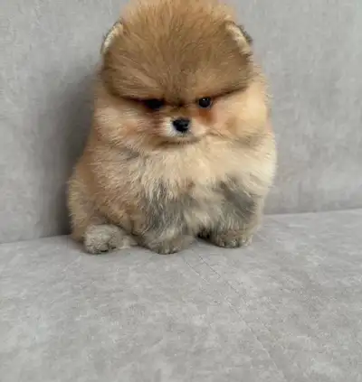 I'm offering absolutely precious teddy bear Pomeranian puppies. They are ready to find their forever...