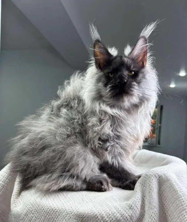 NIGHTHAWK- SHOWSTOPPER BLACK SMOKE MAINE COON male PET, FIXED