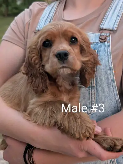 Cocker Spaniel Puppies, View more