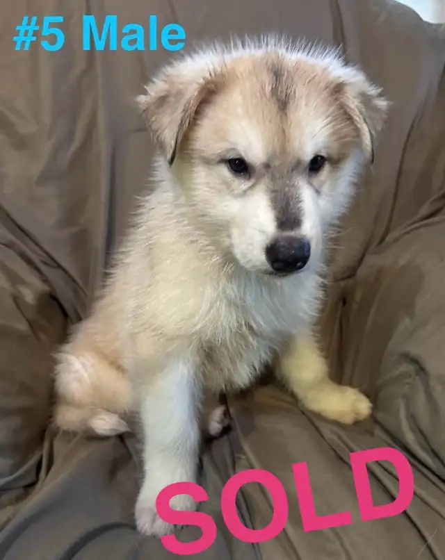 (SOLD) Husky Puppies in Dogs & Puppies for Rehoming in Thunder Bay - Image 5
