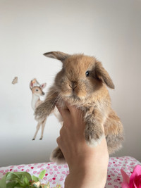 Très mignon | bébé lapin bélier hollandais nain femelle 