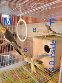 Family Cockatiel They are 8