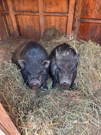 Potbelly pigs