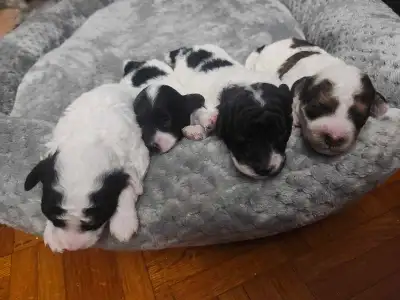 Newborn Puppies Available for Reservation!, View more