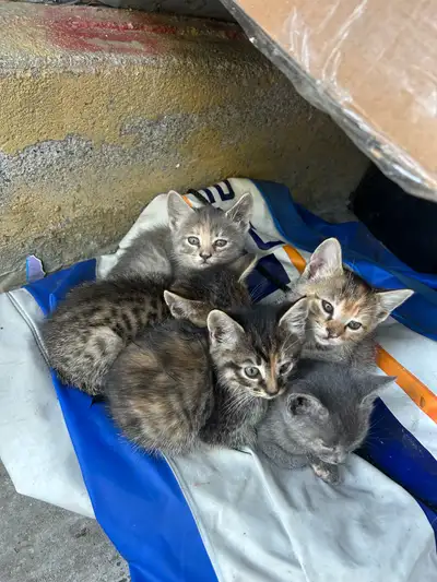 Kittens for sale , View more