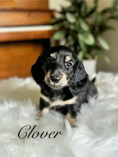 CKC registered miniature dachshunds, View more