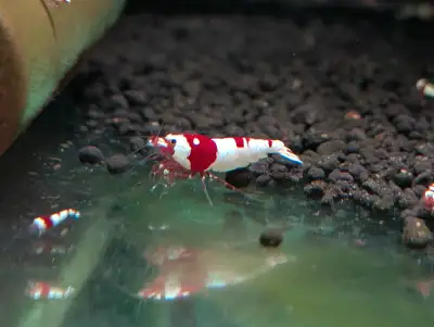 High Quality PRL Crystal Red Shrimp – Limited Stock, View more