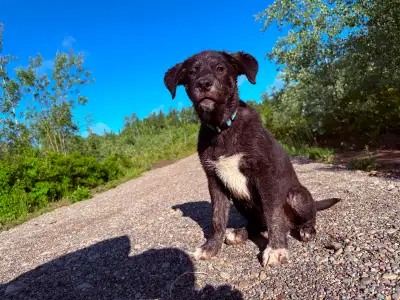 Family Companion & Alert Guardian — Maremma x Shepherd Mix, View more