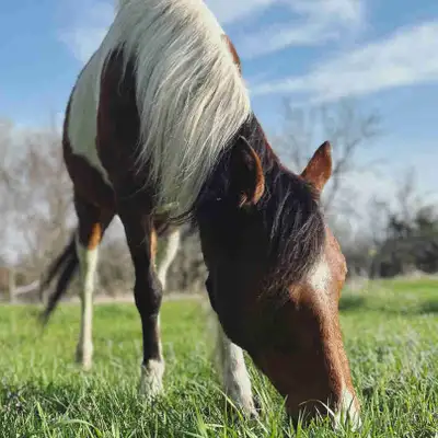 Paint Mare Horse, View more