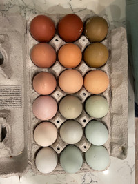Mixed Hatching Eggs