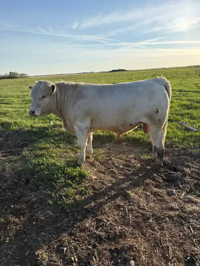 Purebred Yearling Charolais Bull, View more