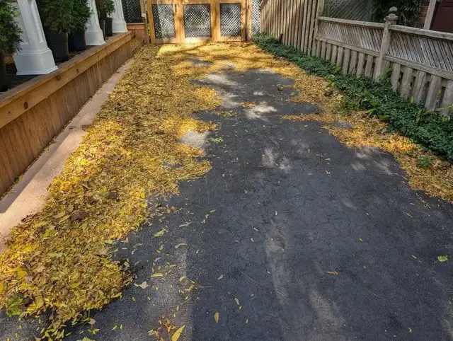 Fall Clean Up 2026576946675029135362