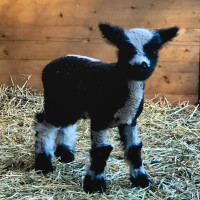 Double Reg Babydoll lambs