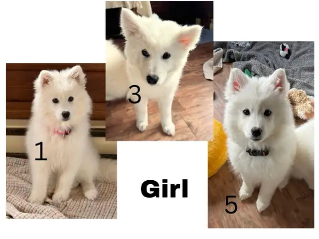 Samoyed Puppies for sale in Dogs & Puppies for Rehoming in Trenton - Image 6