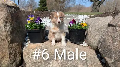 Australian Shepherd × Border Collie Puppies – Smart, Loyal, Fami, View more