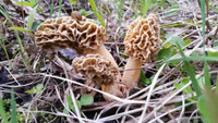 Morel walk