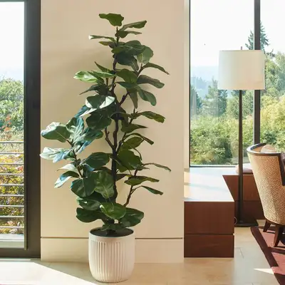 Fig Tree – 6.5' Artificial Fiddle Leaf with Artisan-Style Pot, View more