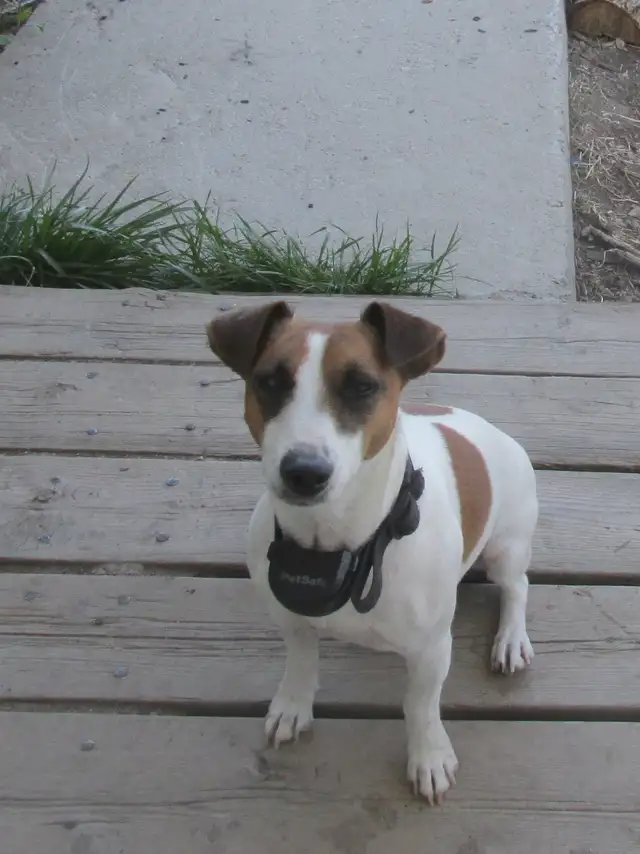JACK RUSSEL PUPPY  FOR SALE in Dogs & Puppies for Rehoming in Sarnia - Image 5