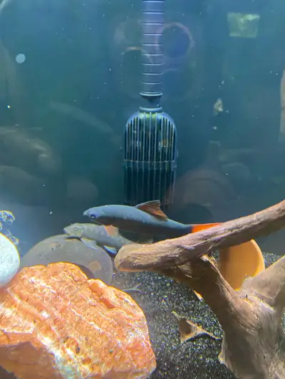 Need to rehome red tail shark , View more
